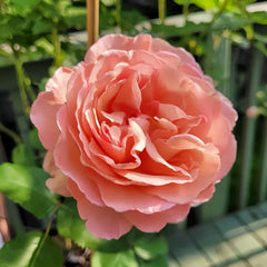 Princesse Charlene de Monaco Rose