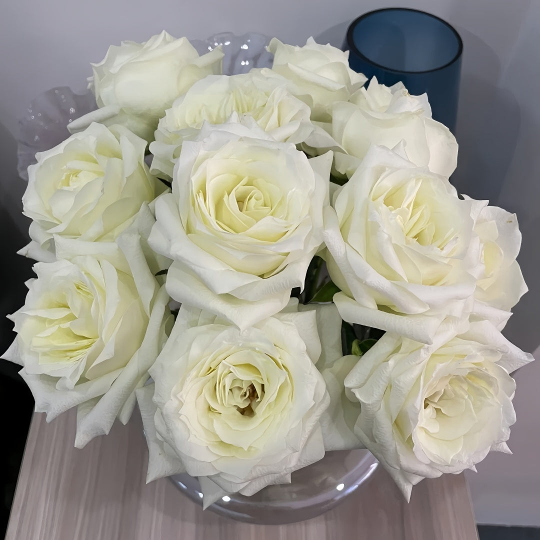 Proud Rose