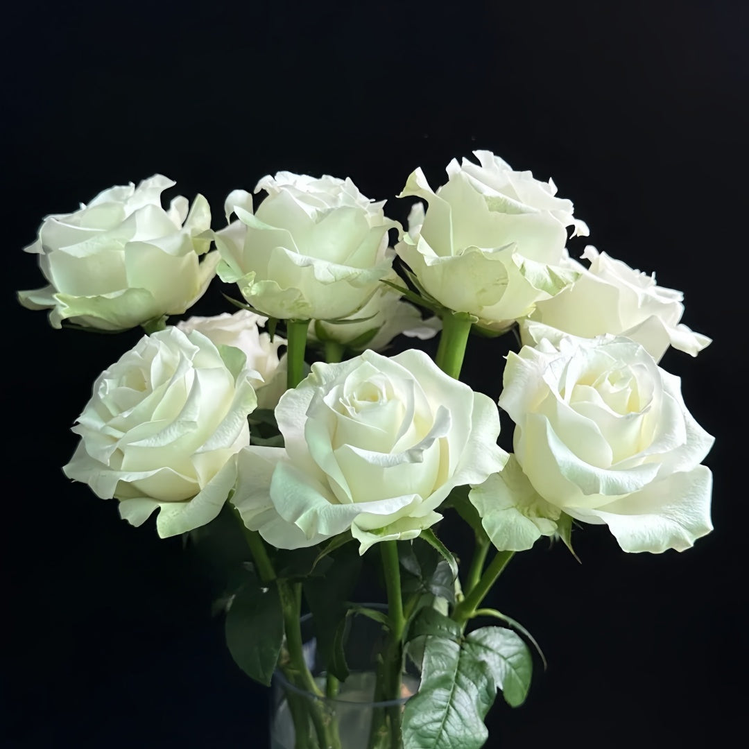 Proud Rose