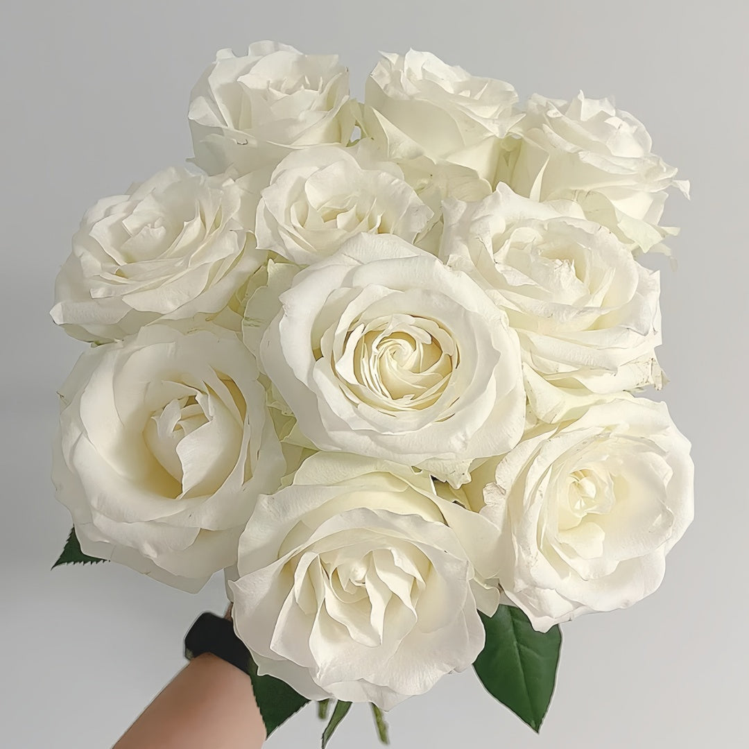 Proud Rose