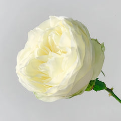 Pure Blond Rose