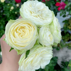Pure Blond Rose