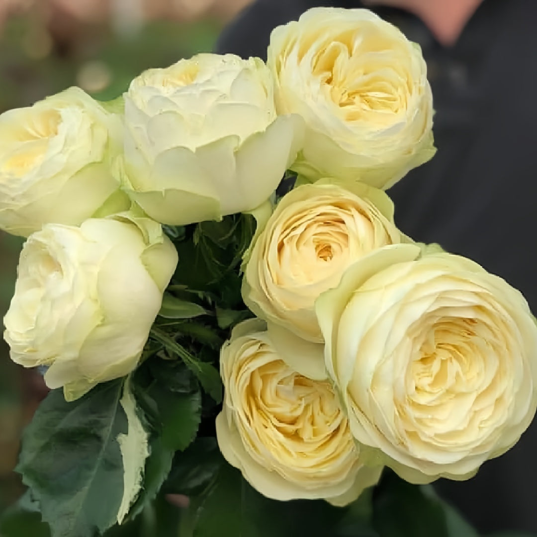 Pure Blond Rose