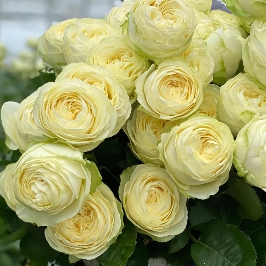 Pure Blond Rose