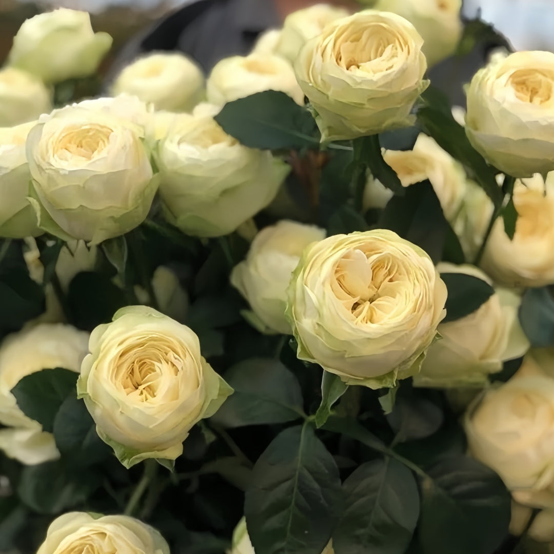 Pure Blond Rose