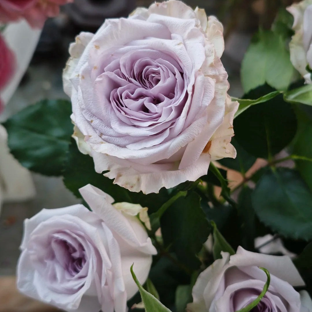 Purple Lychee Rose