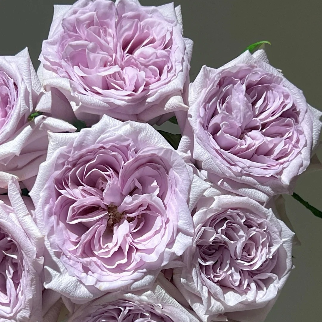 Purple Lychee Rose