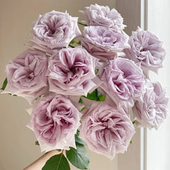 Purple Lychee Rose
