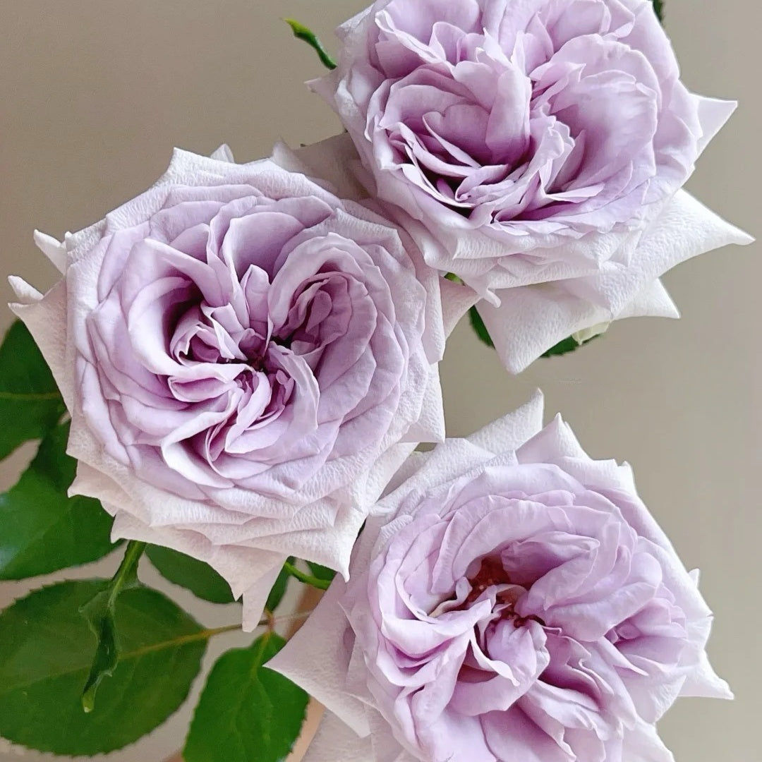 Purple Lychee Rose