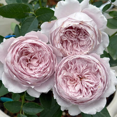 Qing Se Yan Yu Rose