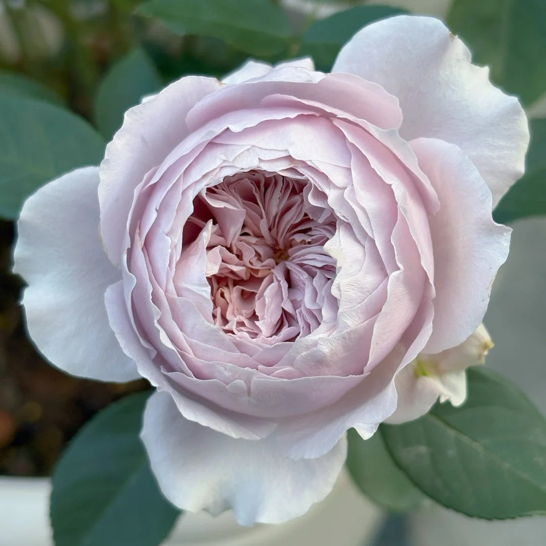 Qing Se Yan Yu Rose