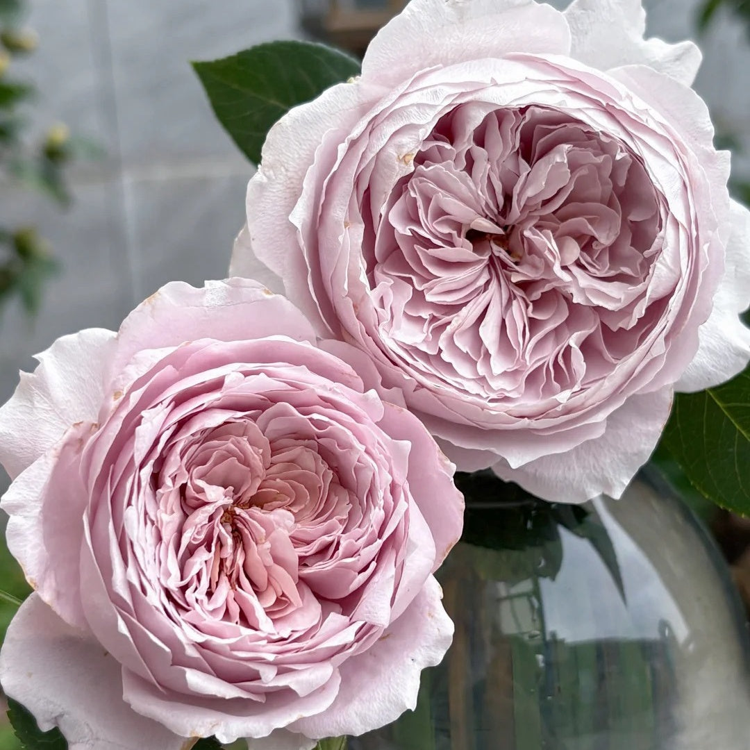 Qing Se Yan Yu Rose