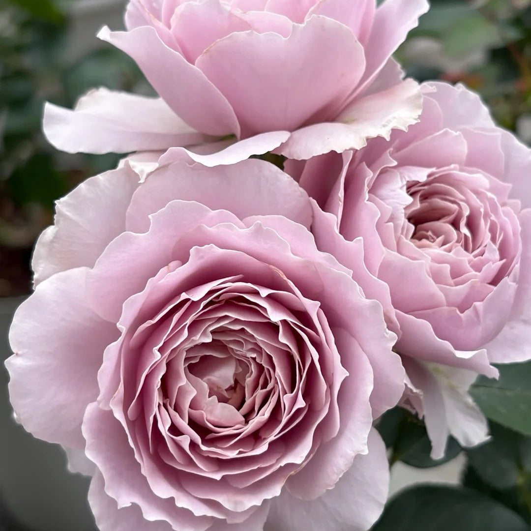 Qing Se Yan Yu Rose
