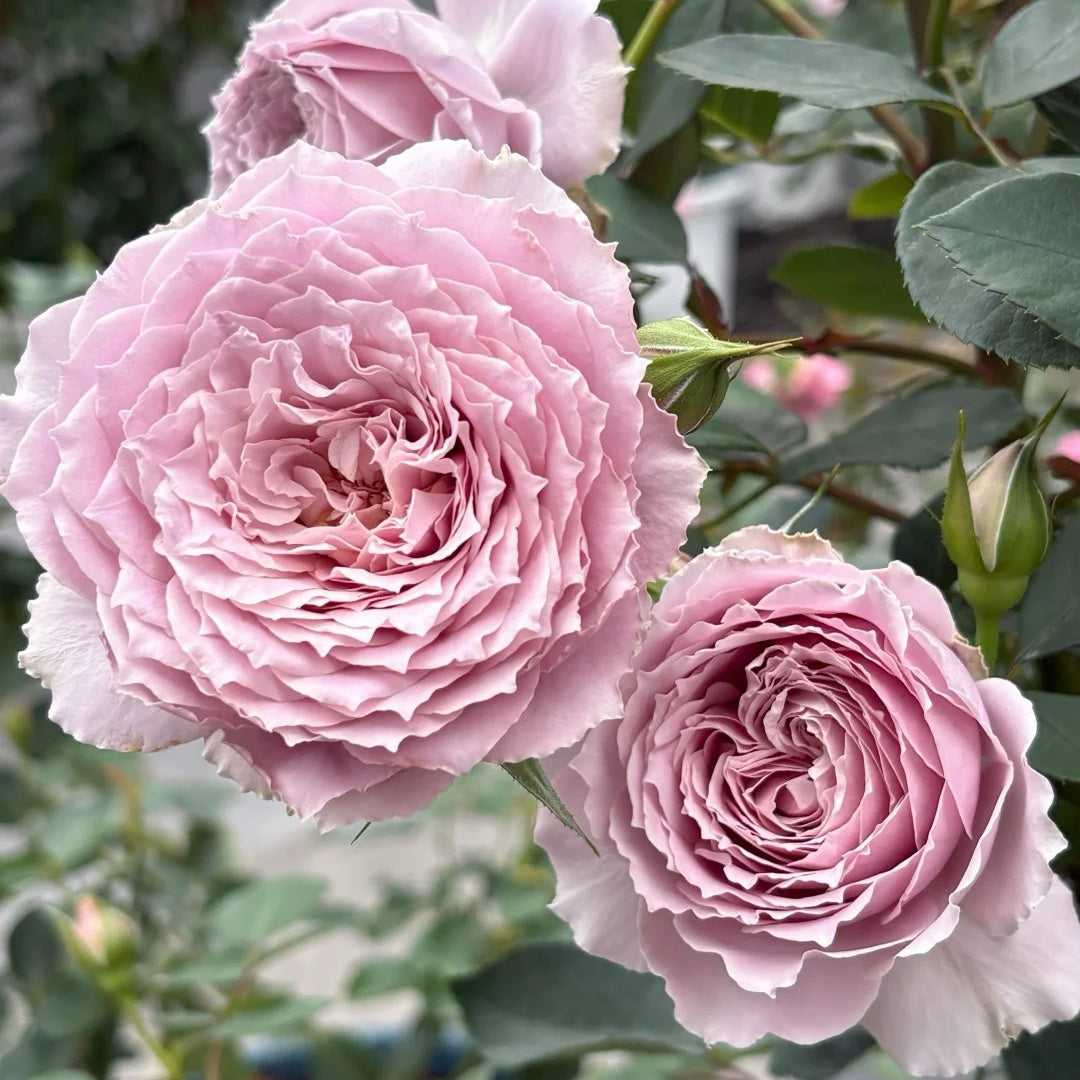 Qing Se Yan Yu Rose