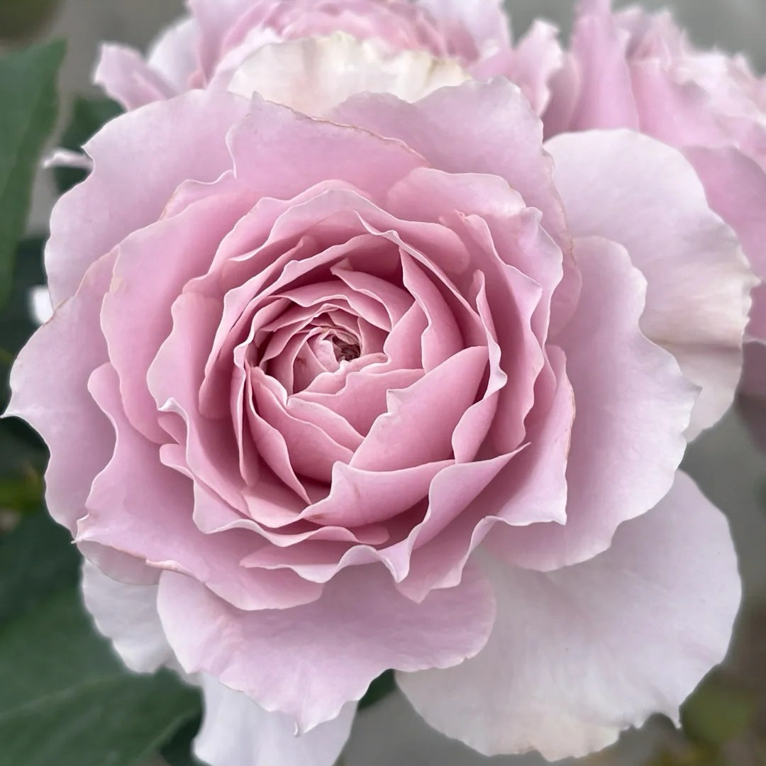 Qing Se Yan Yu Rose