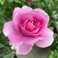 Queen Marie (Königin Marie) rose-玛丽王后｜Germany Shrub Rose