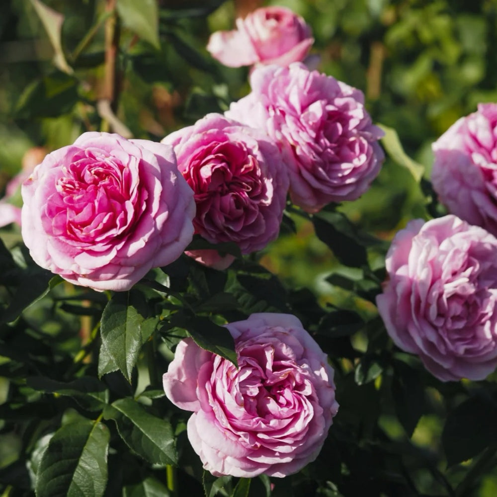 Queen Marie (Königin Marie) rose-玛丽王后｜Germany Shrub Rose
