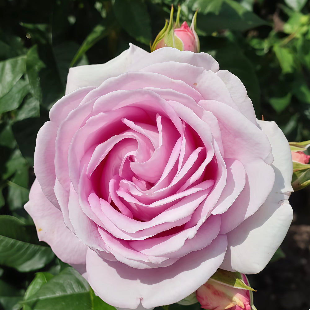 Queen Marie Rose