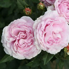 Queen Marie Rose 