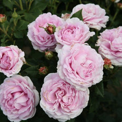 Queen Marie Rose 