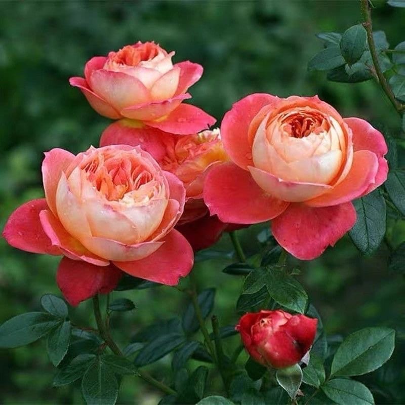 Queen of Hearts Rose
