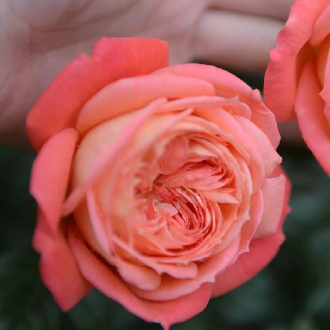 Queen of Hearts Rose