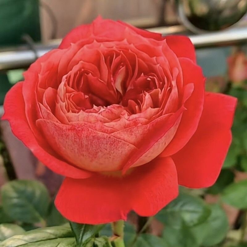 Queen of Hearts Rose