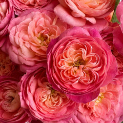 Queen of Hearts Rose
