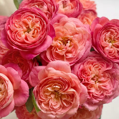 Queen of Hearts Rose