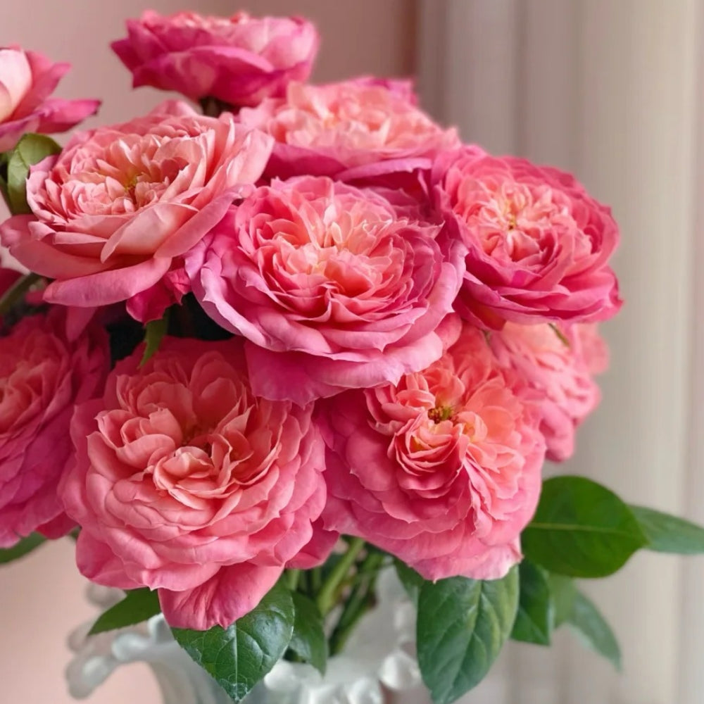 Queen of Hearts Rose