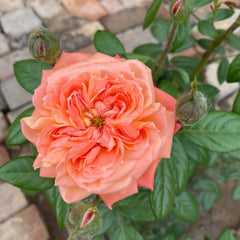 Queen of Hearts Rose