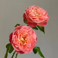 Queen of hearts Rose