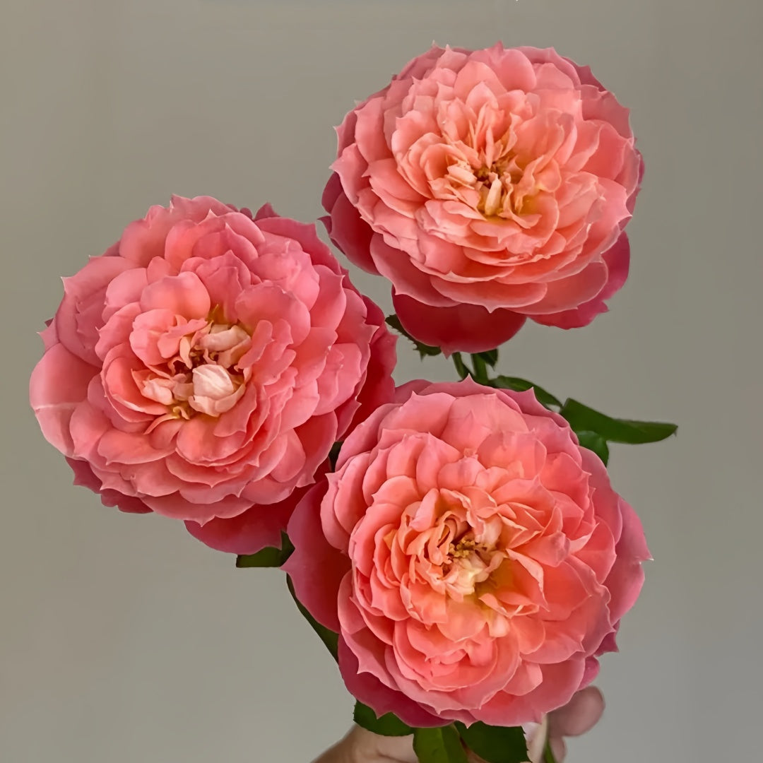 Queen of hearts Rose