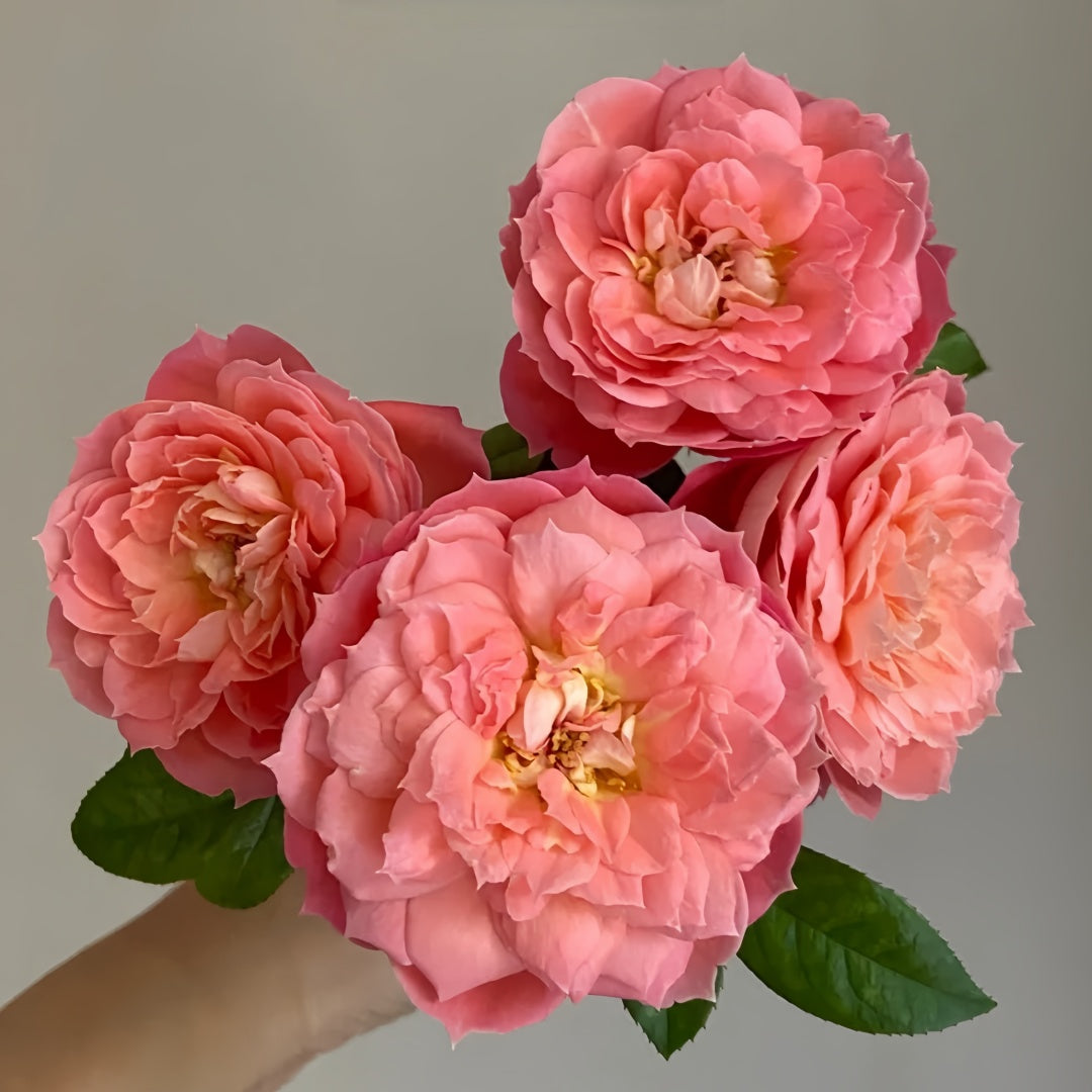 Queen of hearts Rose