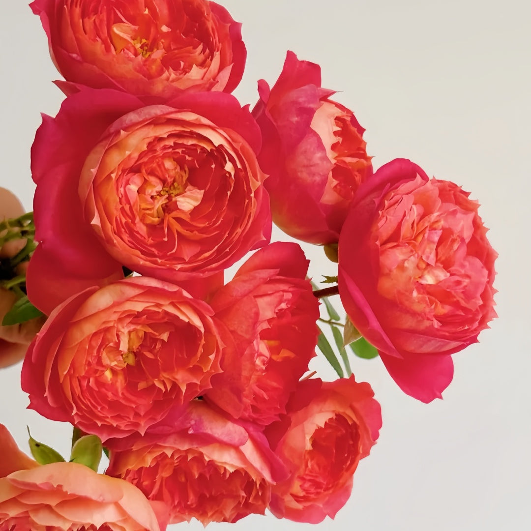 Queen of hearts Rose