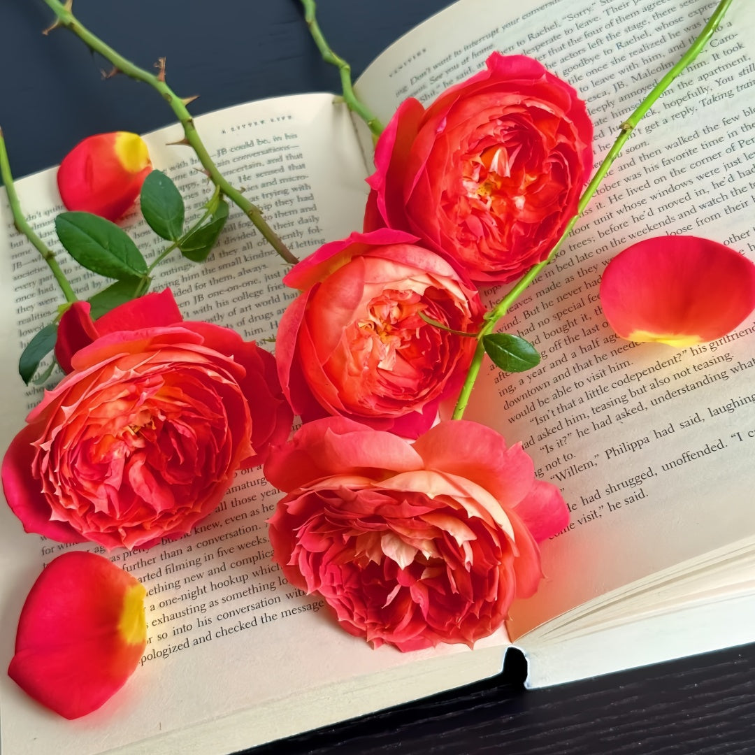 Queen of hearts Rose