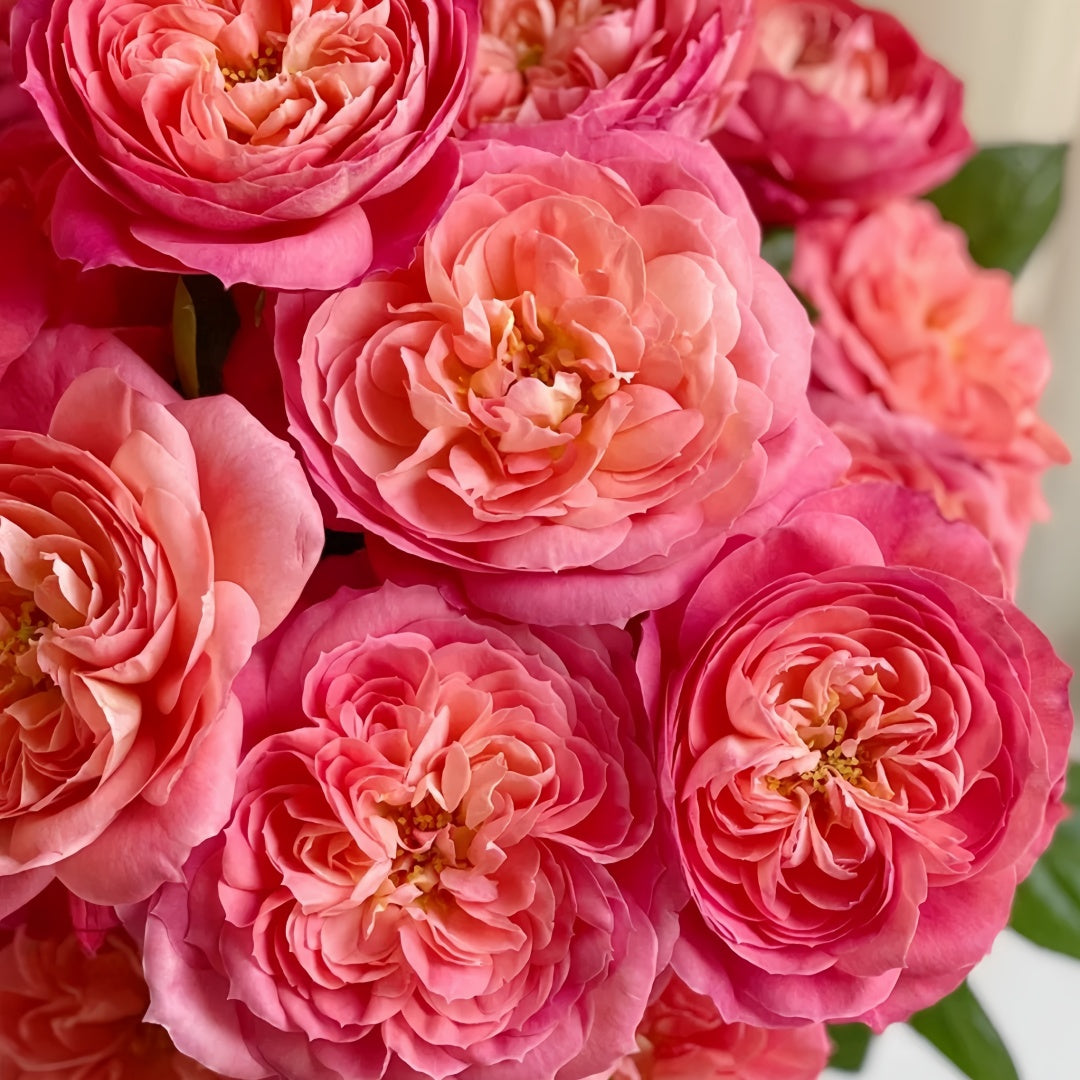 Queen of hearts Rose