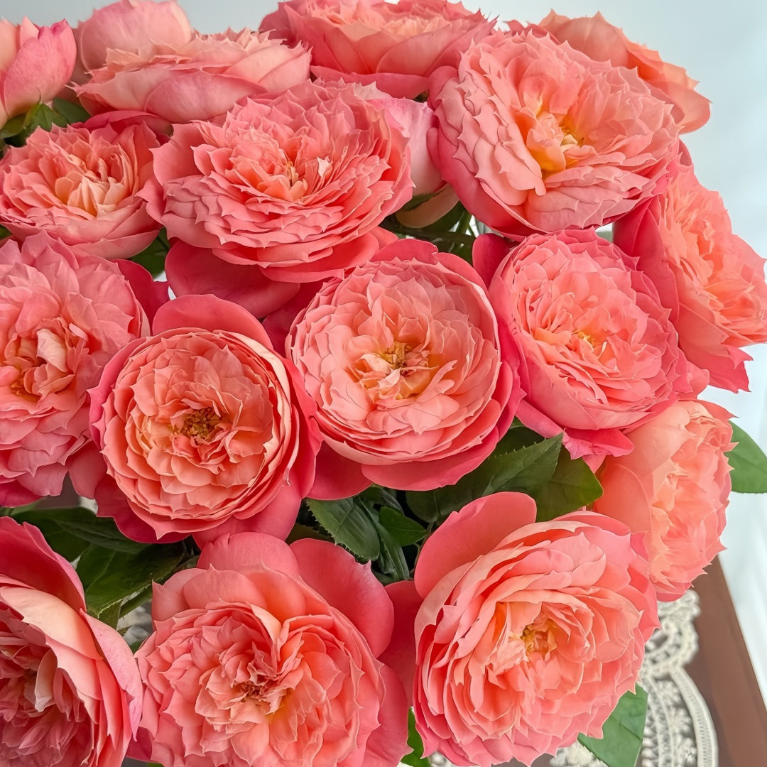Queen of hearts Rose