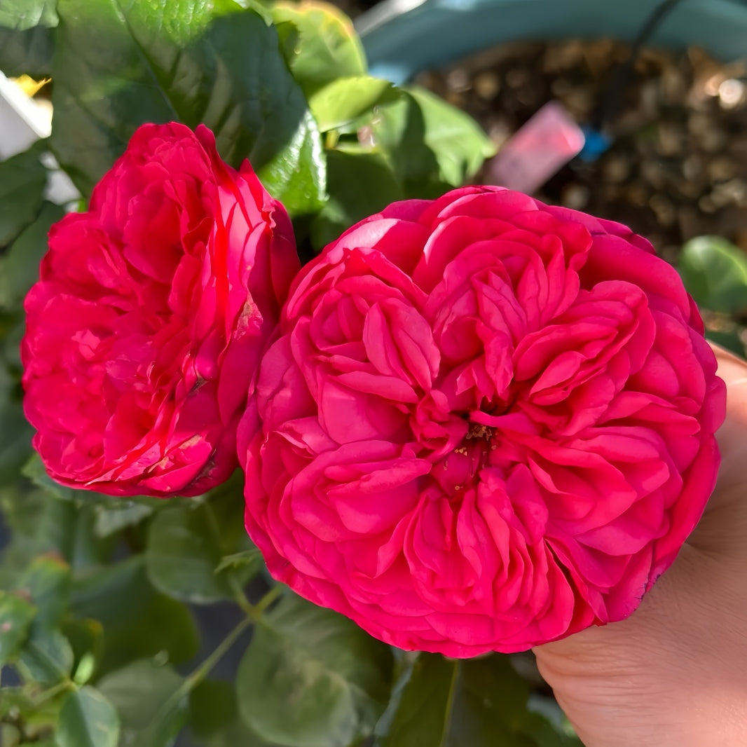 Japanese Roses – Ergongzy Roses