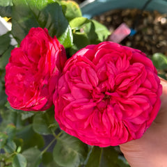 RED Piano Rose