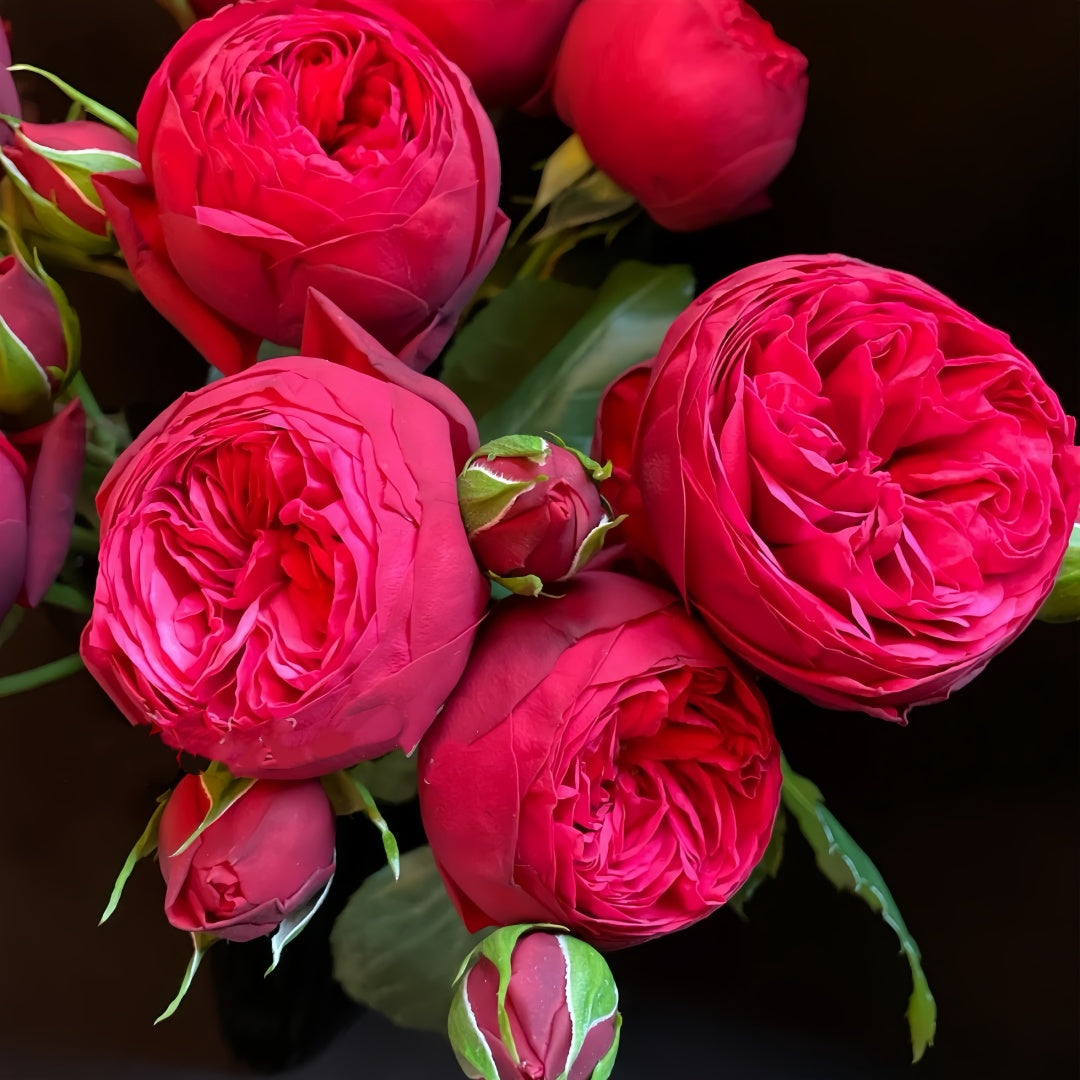 RED Piano Rose