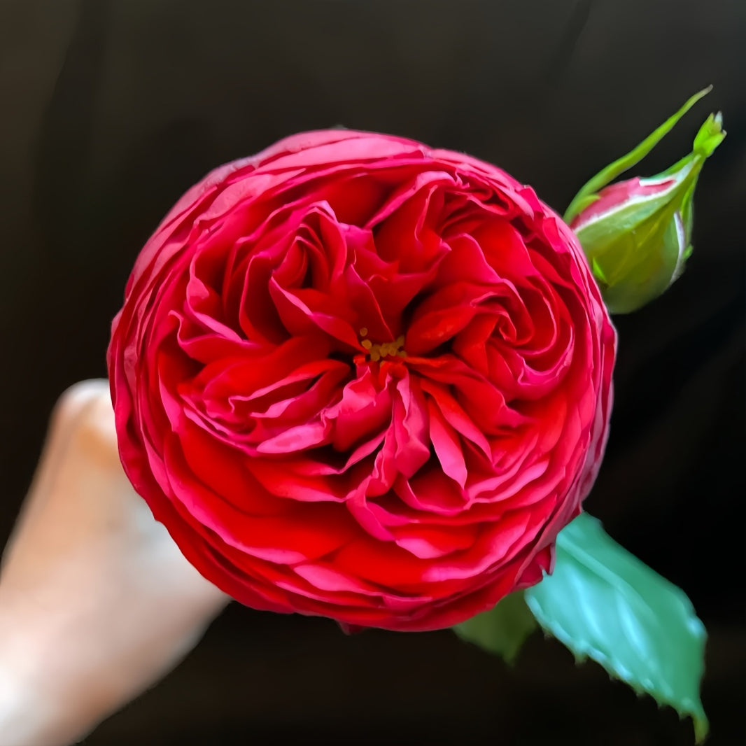 Japanese Roses – Ergongzy Roses