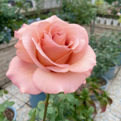 RP Moab Rose