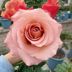 RP Moab Rose