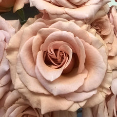 RP Moab Rose