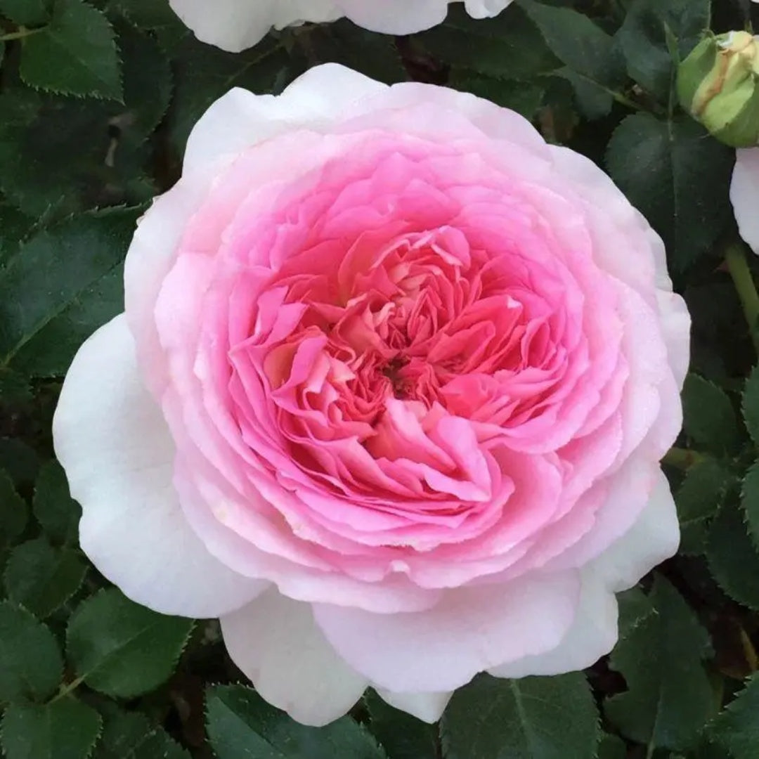 Ragazza Rose