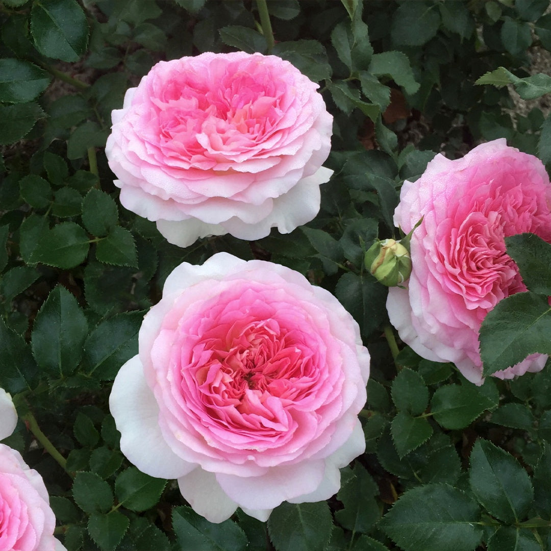 Ragazza Rose
