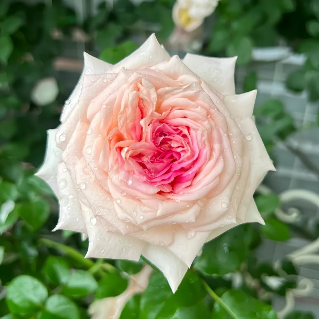 Ragazza Rose