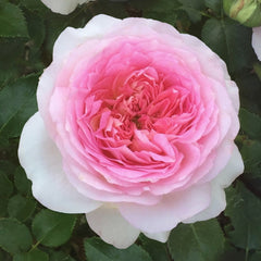 Ragazza Rose