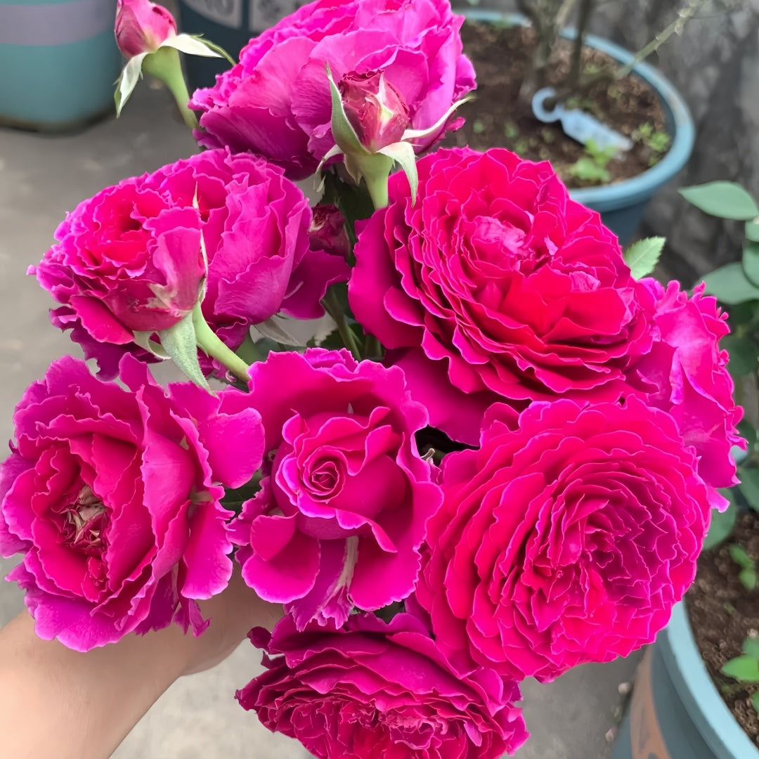 Ramukan Rose